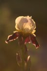 picasa - viele weitere bilder ...